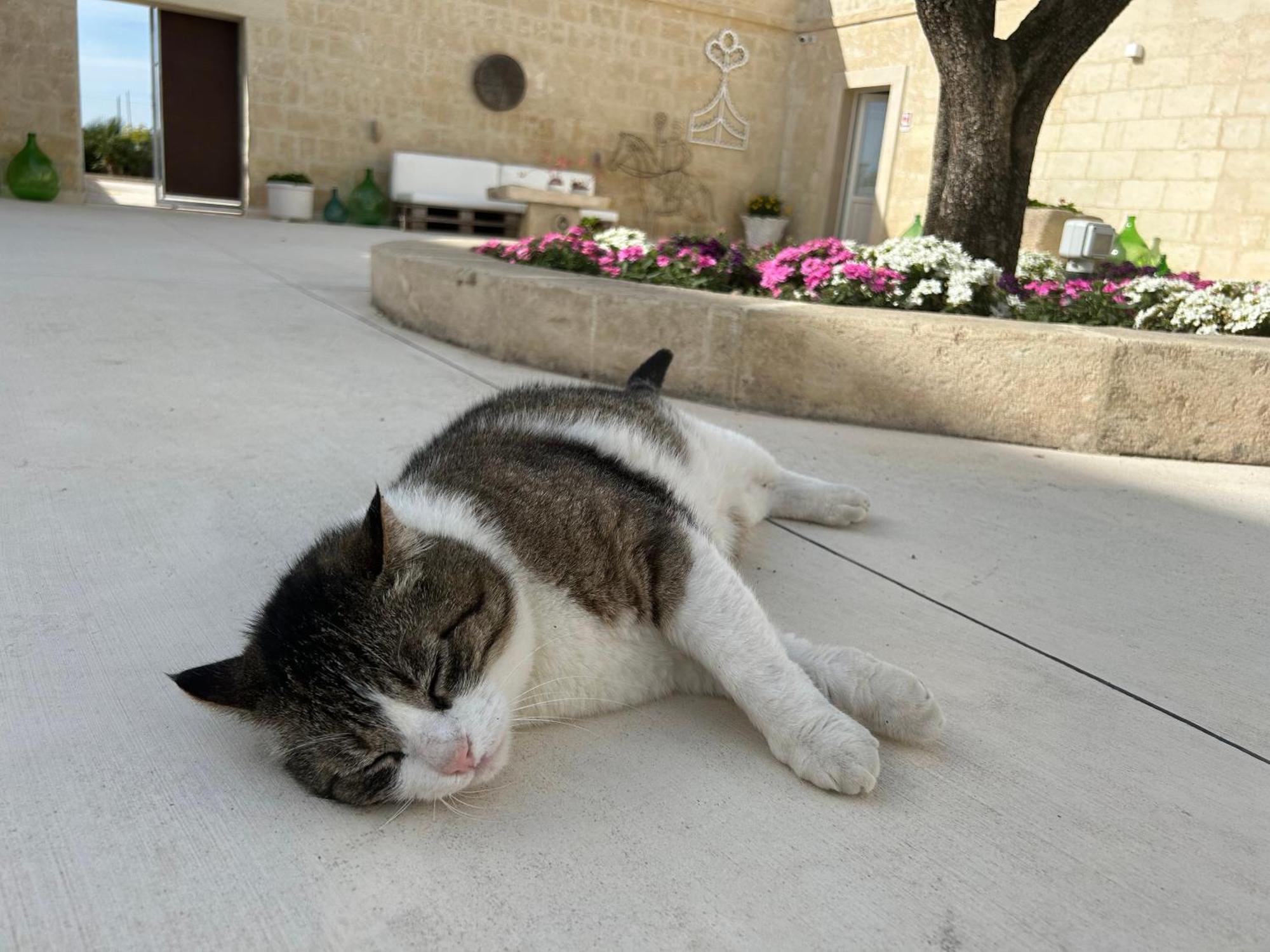 Masseria Spiga กราวีนา อิน ปูเลีย ภายนอก รูปภาพ